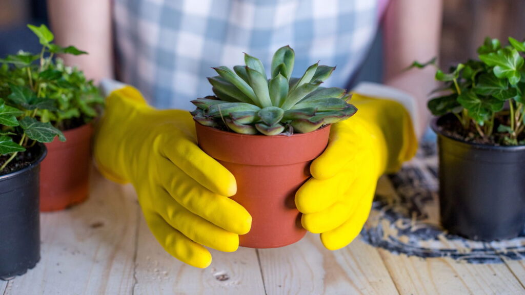 Suculentas resistentes para iniciantes sem experiência