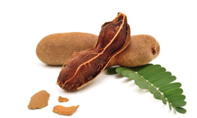 O cultivo de tamarindo em casa é uma experiência recompensadora e válida para quem valoriza frutas exóticas no dia a dia