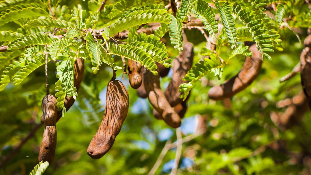 O cultivo de tamarindo em casa é uma experiência recompensadora e válida para quem valoriza frutas exóticas no dia a dia