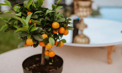 Plantar tangerina em vaso é uma forma prática e sustentável de cultivar frutos saborosos mesmo em espaços pequenos, como apartamentos ou áreas externas cobertas