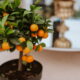Plantar tangerina em vaso é uma forma prática e sustentável de cultivar frutos saborosos mesmo em espaços pequenos, como apartamentos ou áreas externas cobertas