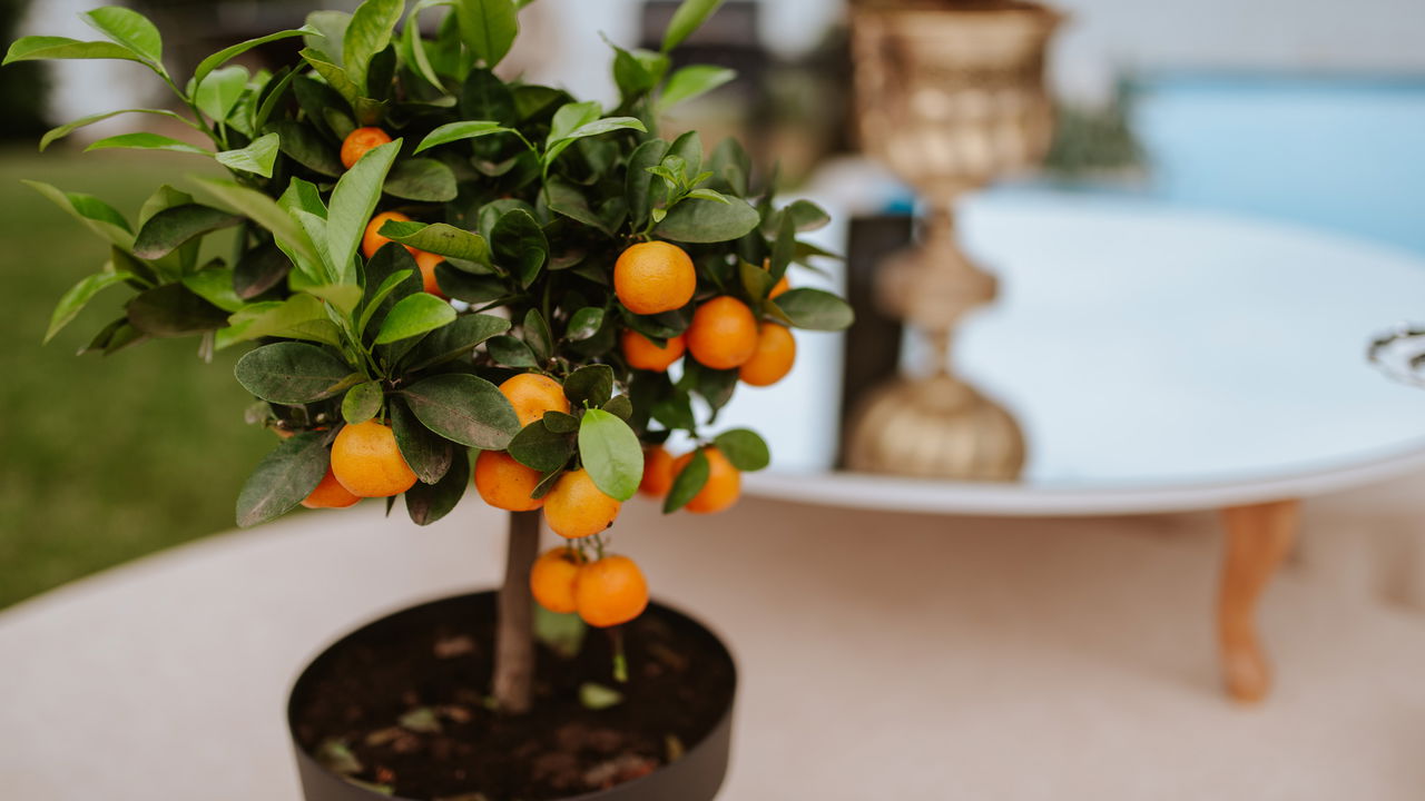 Plantar tangerina em vaso é uma forma prática e sustentável de cultivar frutos saborosos mesmo em espaços pequenos, como apartamentos ou áreas externas cobertas
