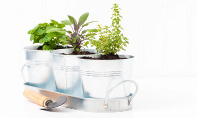 Conheça três temperos simples de plantar em casa