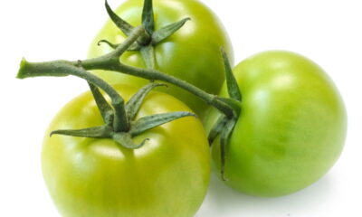 Guardar tomate verde na geladeira pode parecer uma prática comum, mas será que é realmente a melhor opção para manter a qualidade do fruto