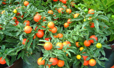 Cultive tomates em casa sem precisar de quintal