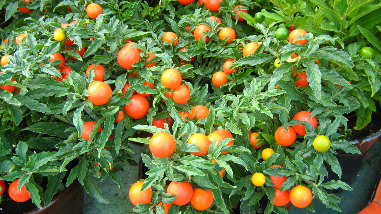 Cultive tomates em casa sem precisar de quintal