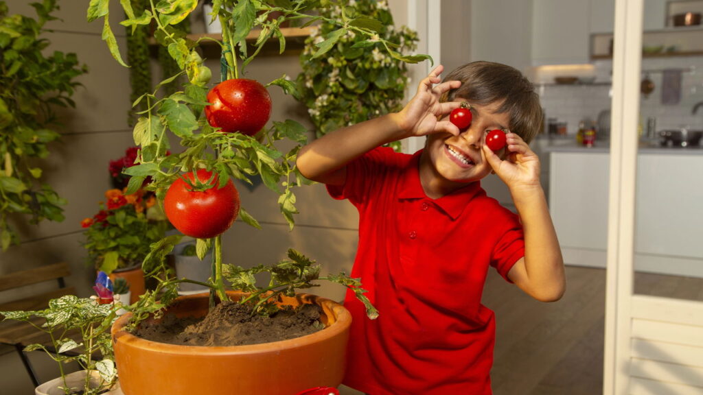 Cultive tomates em casa sem precisar de quintal
