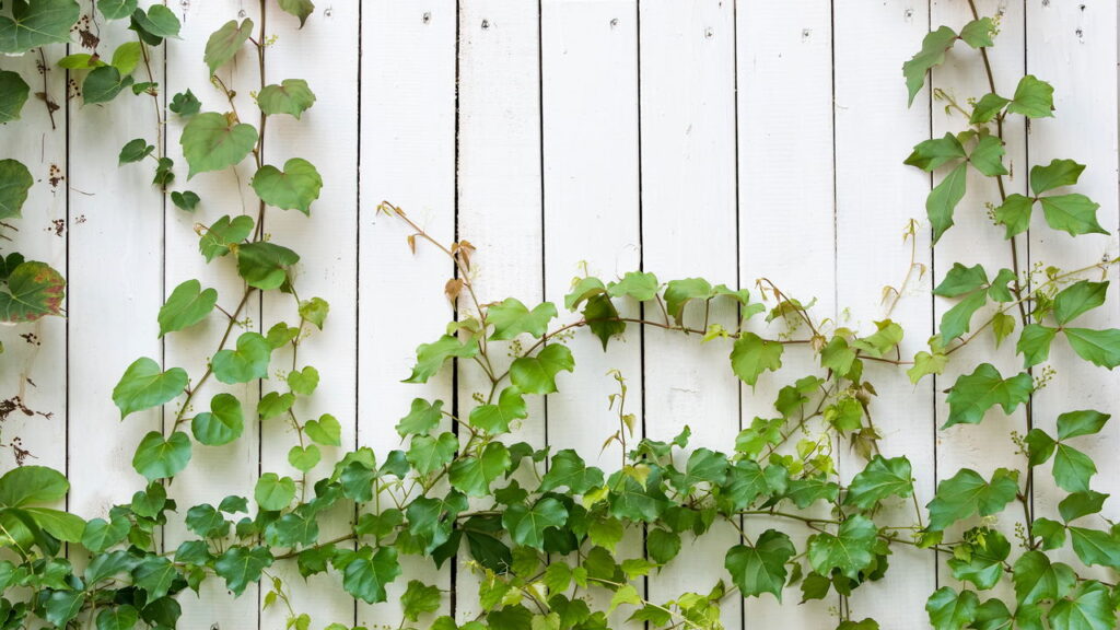 O Feng Shui não se concentra apenas na disposição dos móveis e na escolha das cores, mas também na seleção criteriosa das plantas para o lar
