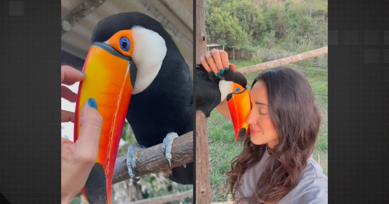Momento de carinho entre Michelle Amaro e a tucaninha Lulua em Congonhal