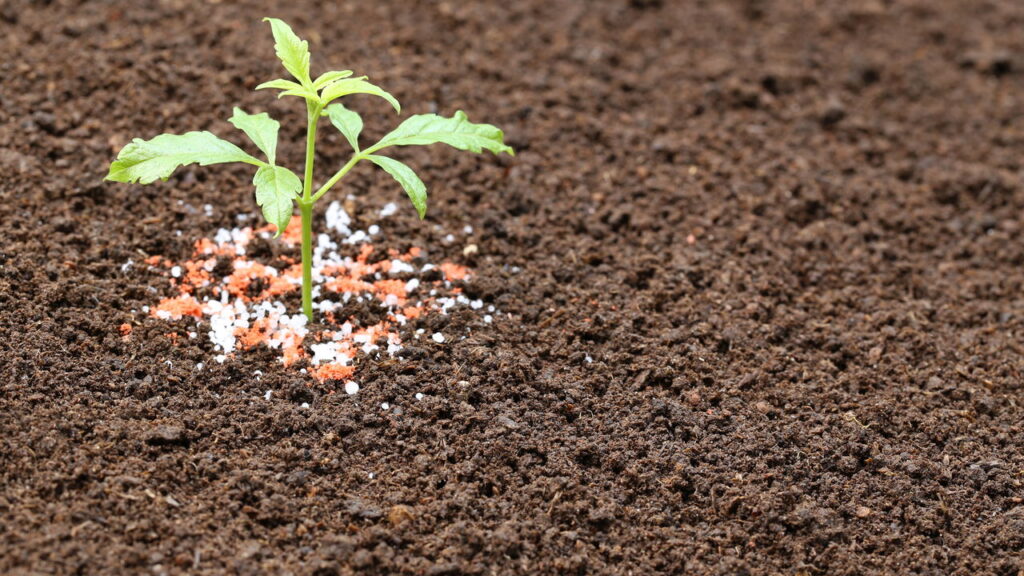 Você sabia que jogar sal grosso na base das plantas pode alterar drasticamente o seu crescimento
