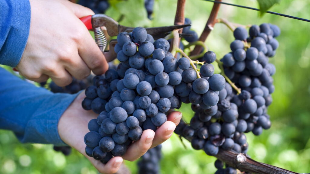 Como plantar uva em pequenos espaços
