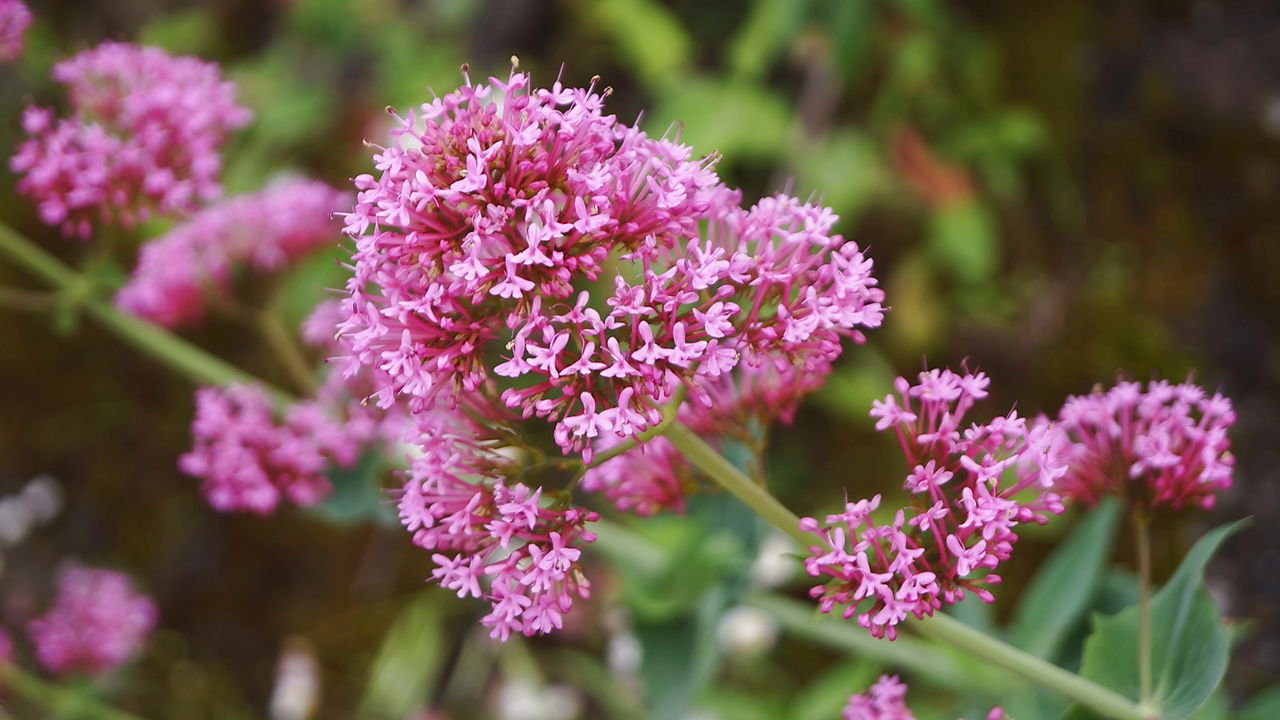 A planta que é usada para curar insônia
