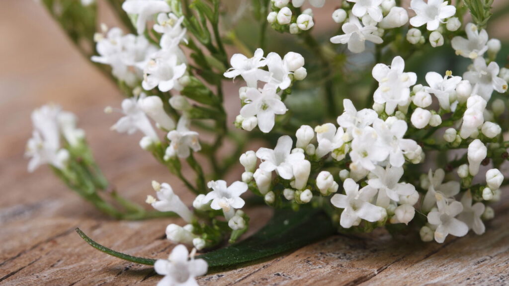 A planta que é usada para curar insônia