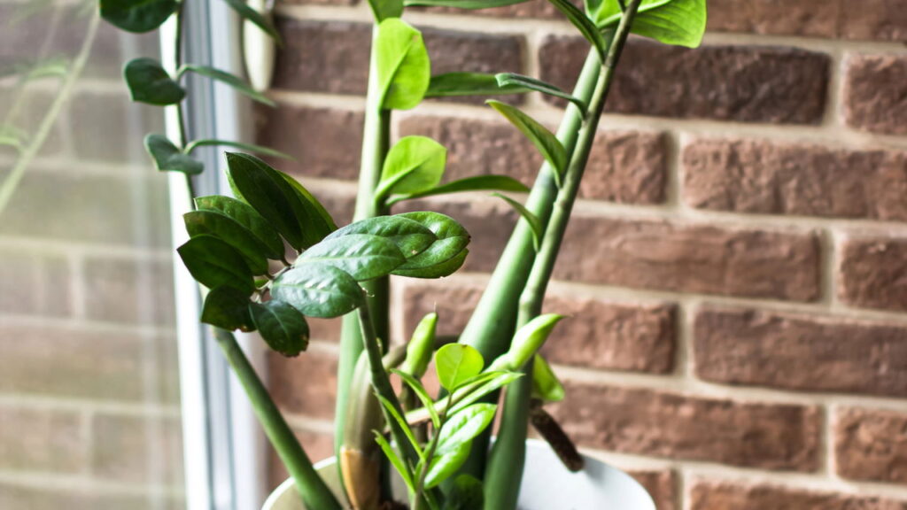 Plantas na decoração trazem beleza, bem-estar e frescor