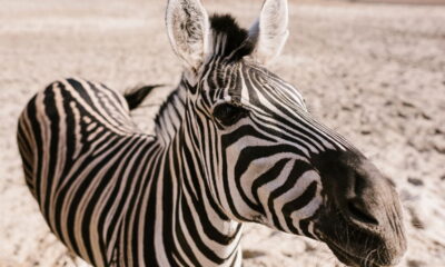Quando se fala em jargões da fauna, muitas vezes surgem dúvidas sobre o gênero dos animais, como no caso da zebra