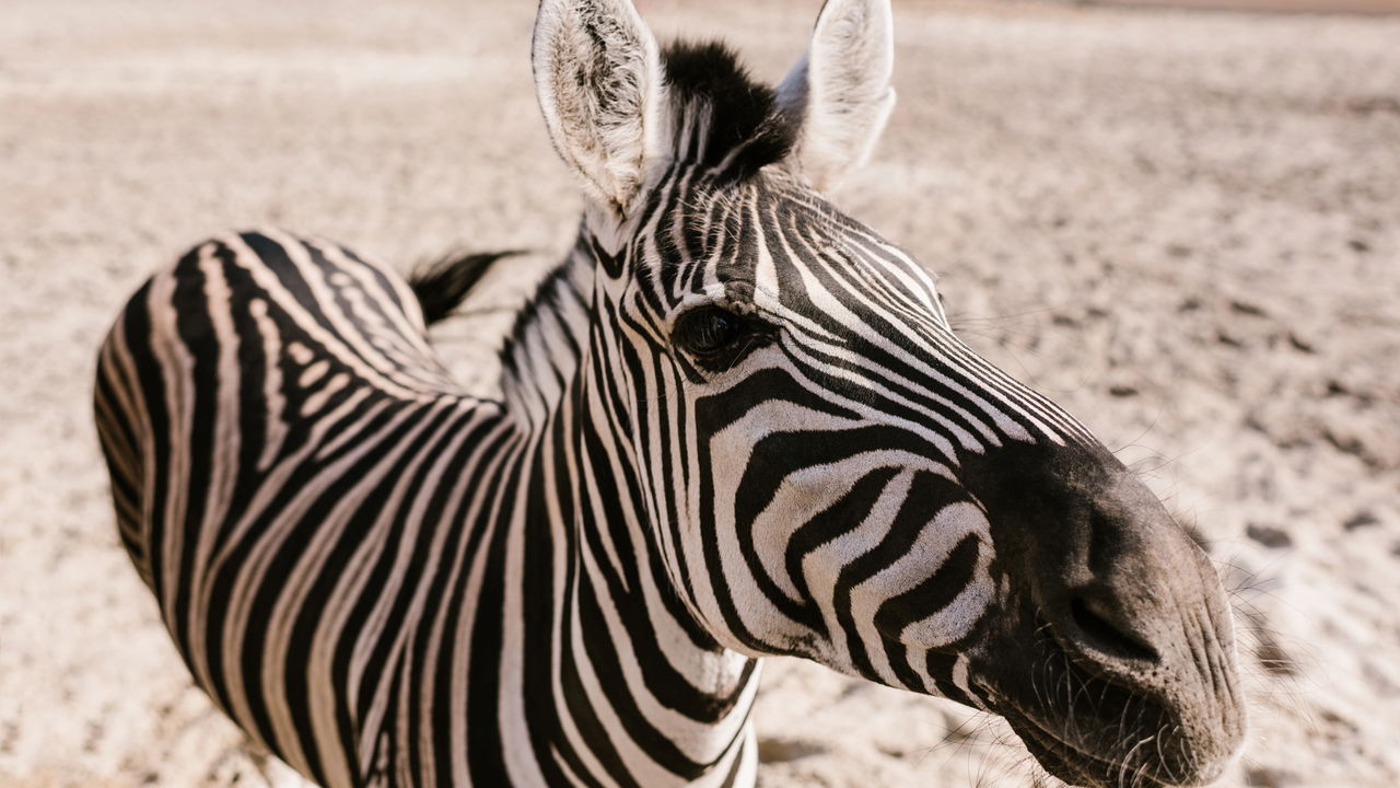 Quando se fala em jargões da fauna, muitas vezes surgem dúvidas sobre o gênero dos animais, como no caso da zebra