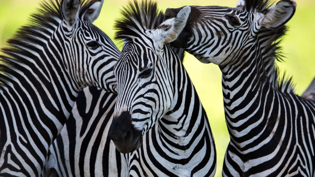 Quando se fala em jargões da fauna, muitas vezes surgem dúvidas sobre o gênero dos animais, como no caso da zebra