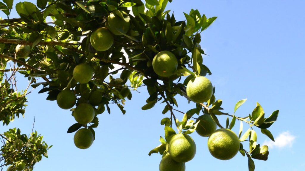 Aprender como cultivar laranja lima em casa pode ser uma experiência gratificante e econômica, trazendo sabor e frescor para sua mesa