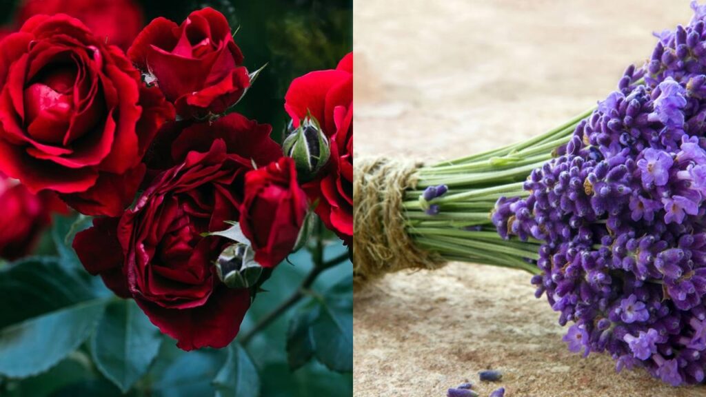 3 flores que ajudam a deixar o ambiente mais romântico