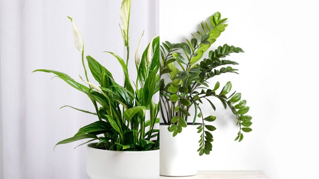 Essas plantas deixam o ambiente de trabalho mais leve e produtivo