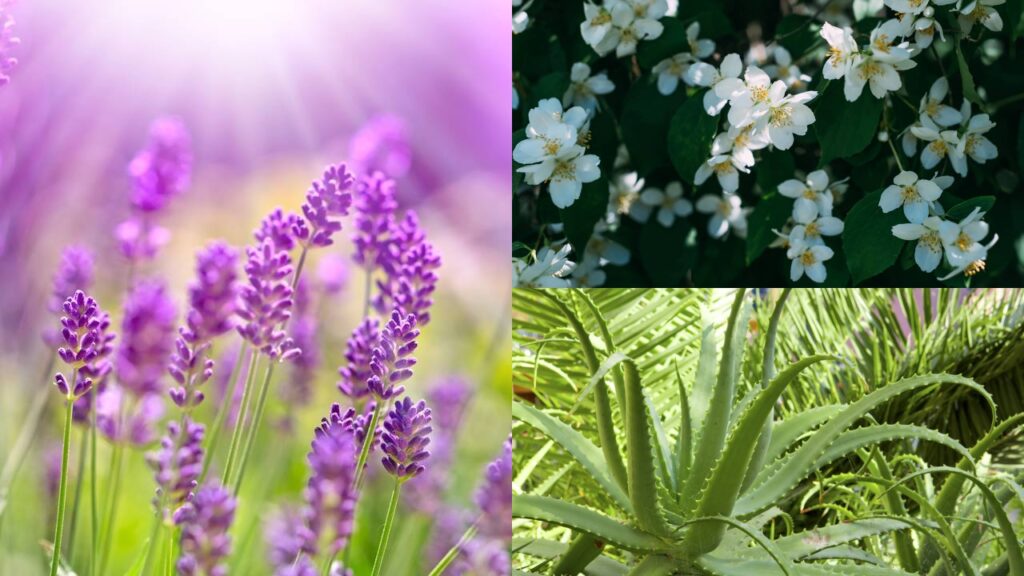 5 espécies que trazem sensação de leveza e tranquilidade