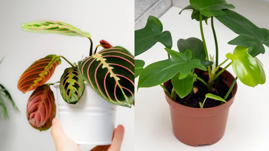 5 tipos de plantas perfeitas pra quem mora em apartamento