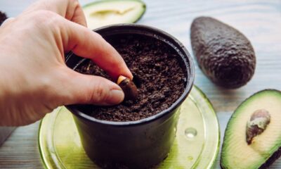 O abacateiro, árvore originária da região central do México, destaca-se não só pelos seus frutos ricos em nutrientes, mas também pelo longo tempo que leva para começar a produzi-los,