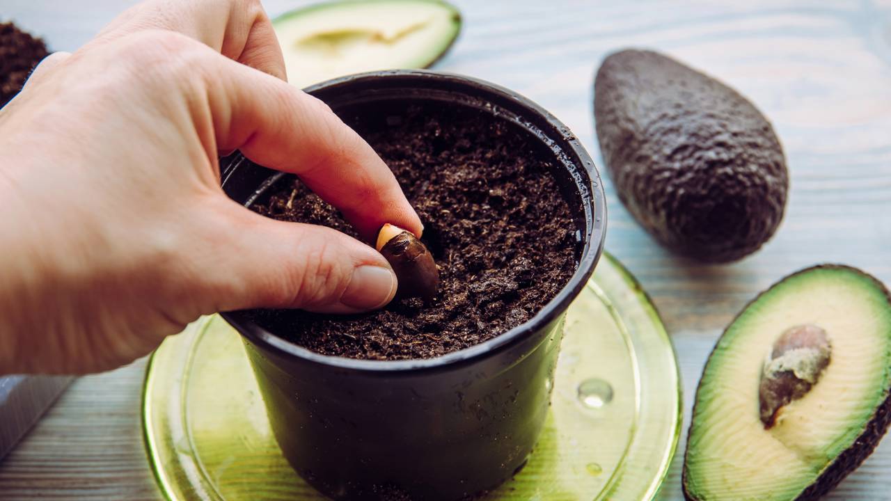 O abacateiro, árvore originária da região central do México, destaca-se não só pelos seus frutos ricos em nutrientes, mas também pelo longo tempo que leva para começar a produzi-los,