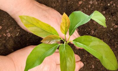 Abacateiro crescendo demais? Saiba como podar corretamente