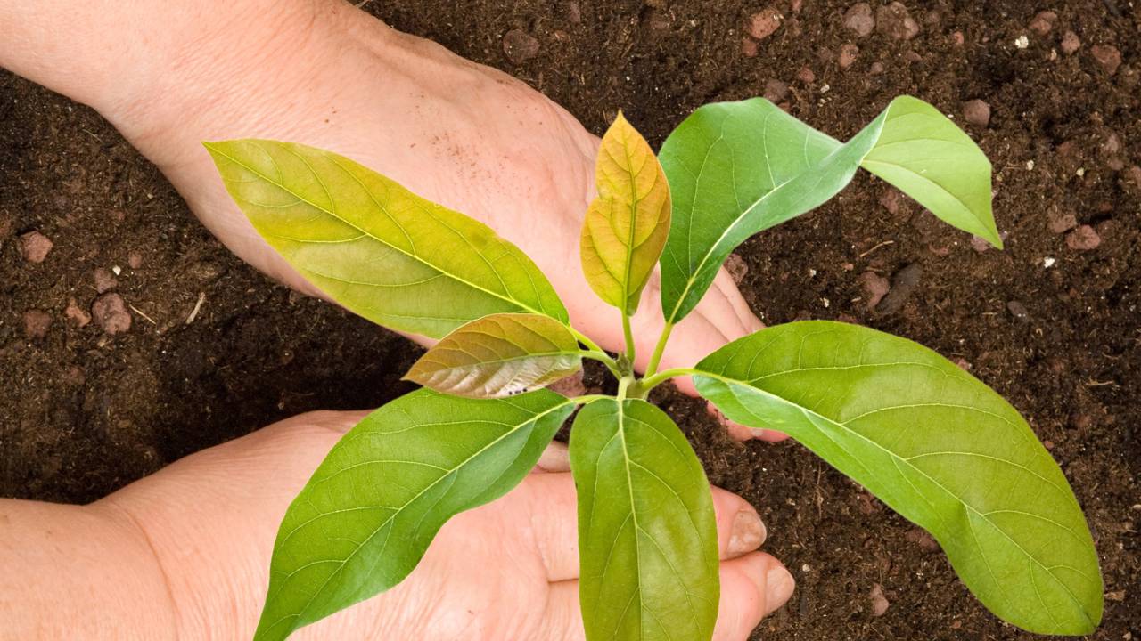 Abacateiro crescendo demais? Saiba como podar corretamente