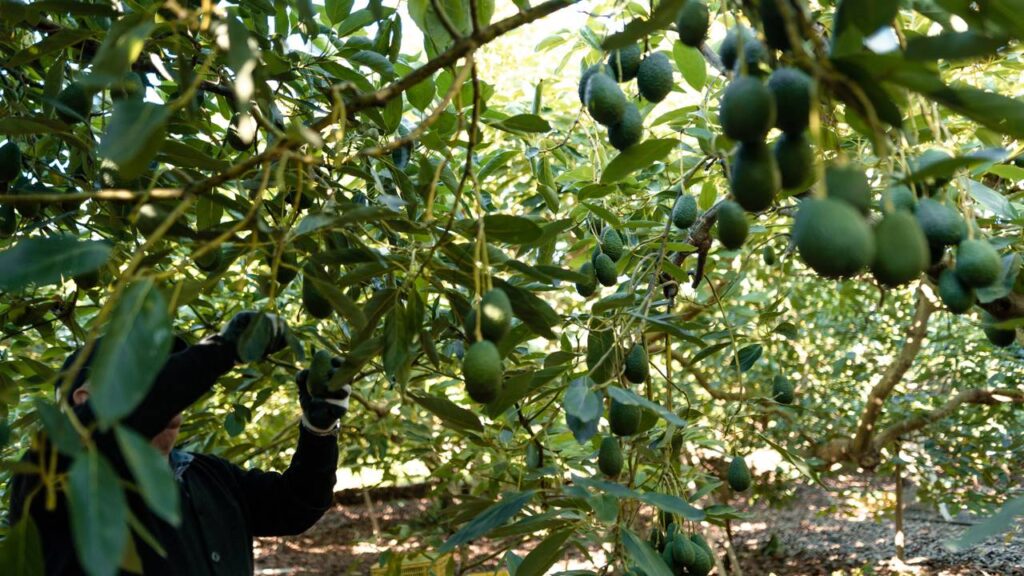 Abacateiro crescendo demais? Saiba como podar corretamente
