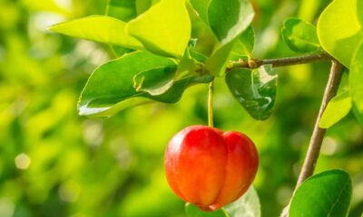A aceroleira é uma planta amplamente cultivada devido ao seu alto teor de vitamina C e sabor refrescante. Contudo, muitos produtores se deparam com um desafio comum: frutos frequentemente azedos