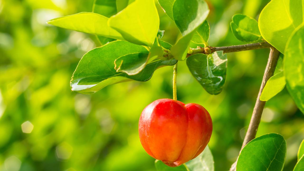 A aceroleira é uma planta amplamente cultivada devido ao seu alto teor de vitamina C e sabor refrescante. Contudo, muitos produtores se deparam com um desafio comum: frutos frequentemente azedos
