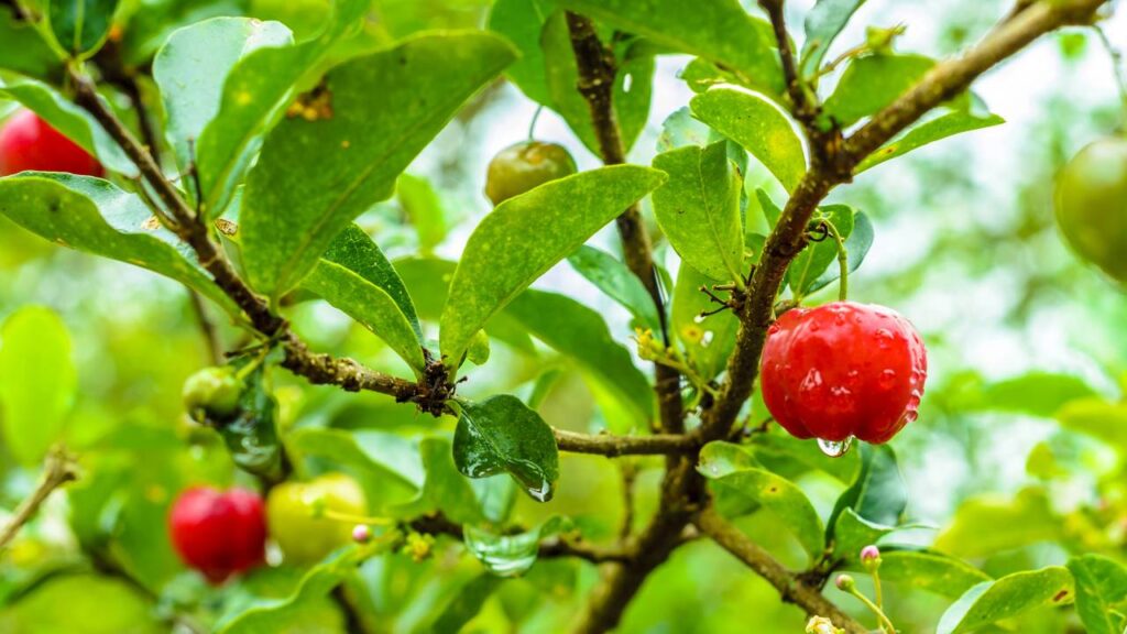 A aceroleira é uma planta amplamente cultivada devido ao seu alto teor de vitamina C e sabor refrescante. Contudo, muitos produtores se deparam com um desafio comum: frutos frequentemente azedos
