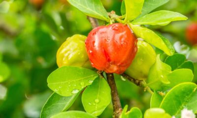 Frutos fora de hora? O que o clima tem a ver com a aceroleira
