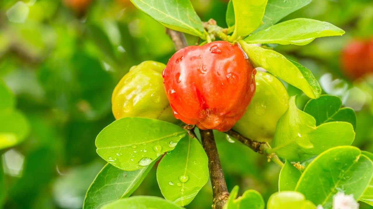 Frutos fora de hora? O que o clima tem a ver com a aceroleira
