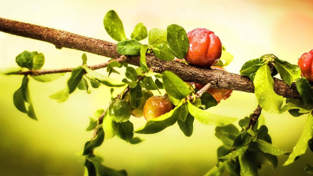 Frutos fora de hora? O que o clima tem a ver com a aceroleira