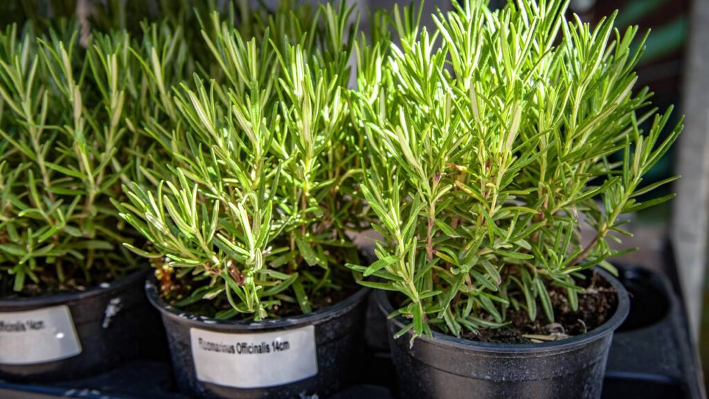 Cinco plantas medicinais fáceis de cultivar no quintal ou em vasos
