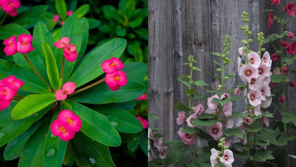 No interior das tradições do Feng Shui, a energia – ou Chi – flui pelos ambientes residenciais, trazendo influências que podem ser positivas ou negativas. Embora muitas plantas adicionem beleza e vitalidade ao lar, há espécies que, segundo antigas crenças orientais, podem canalizar energias menos desejáveis. Certas plantas verdes não favorecem o crescimento da positividade e da sorte, carregando consigo simbologias consideradas destrutivas ou exaustivas.