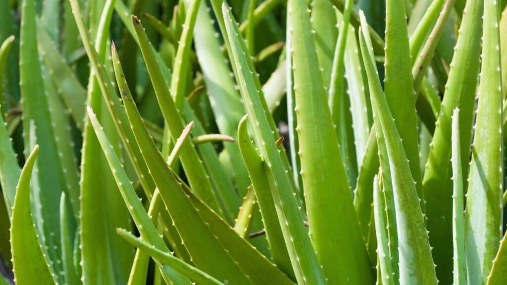 Essa planta medicinal é usada há séculos e ainda surpreende no cultivo