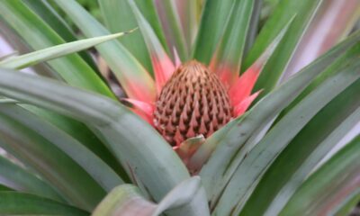 O cultivo do abacaxizeiro exige cuidados específicos para assegurar frutos saudáveis e com boa aparência. O abacaxizeiro (Ananas comosus) é uma planta tropical, resultado de cruzamentos naturais entre espécies silvestres, e o Brasil está entre os maiores produtores mundiais desse fruto que se destaca pelo sabor e valor nutricional.