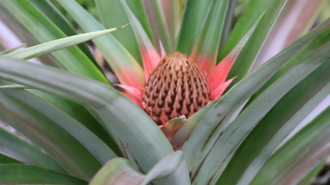 O cultivo do abacaxizeiro exige cuidados específicos para assegurar frutos saudáveis e com boa aparência. O abacaxizeiro (Ananas comosus) é uma planta tropical, resultado de cruzamentos naturais entre espécies silvestres, e o Brasil está entre os maiores produtores mundiais desse fruto que se destaca pelo sabor e valor nutricional.