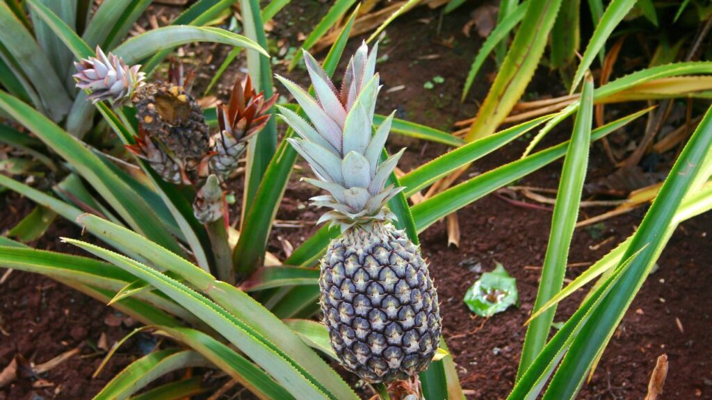 O cultivo do abacaxizeiro exige cuidados específicos para assegurar frutos saudáveis e com boa aparência. O abacaxizeiro (Ananas comosus) é uma planta tropical, resultado de cruzamentos naturais entre espécies silvestres, e o Brasil está entre os maiores produtores mundiais desse fruto que se destaca pelo sabor e valor nutricional.