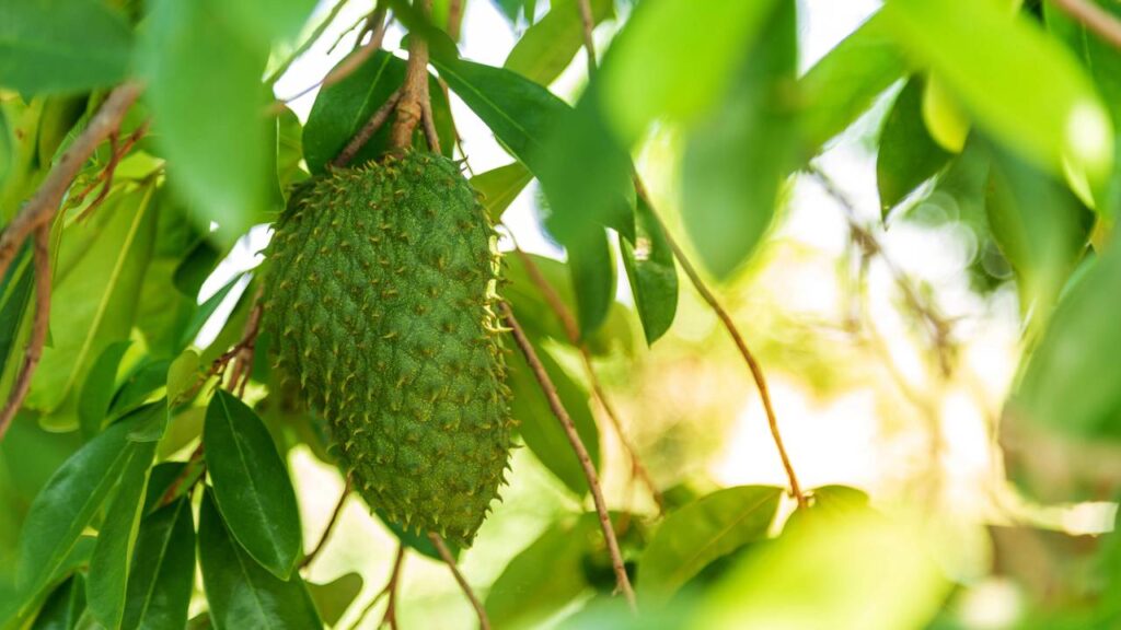 Como plantar graviola e prevenir doenças nas folhas novas