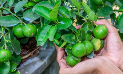 Árvores frutíferas perfeitas para quintais pequenos