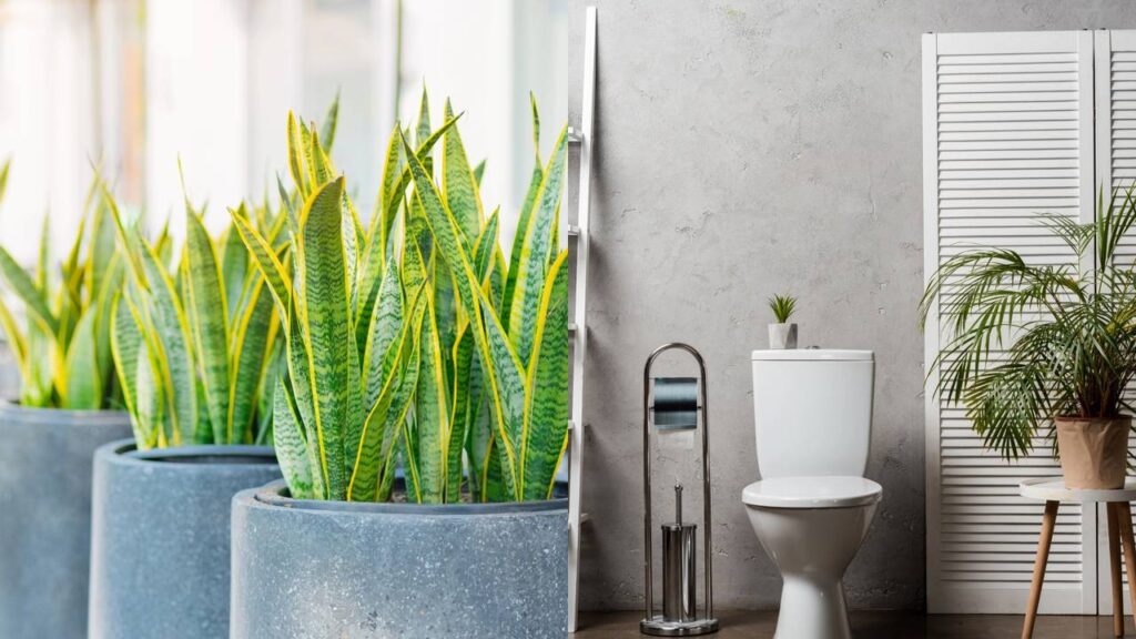 Quer refrescar o ambiente? Essas plantas fazem isso de forma natural