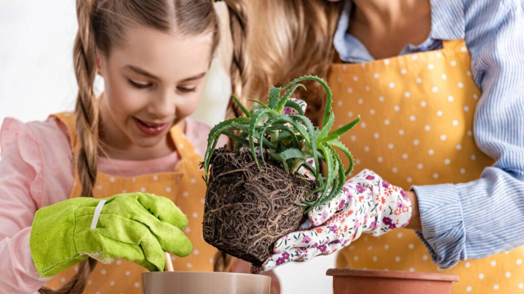 As plantas medicinais perfeitas para ter em casa sem dificuldade