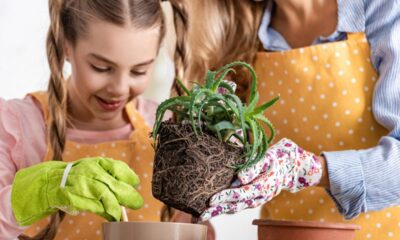 As plantas medicinais perfeitas para ter em casa sem dificuldade