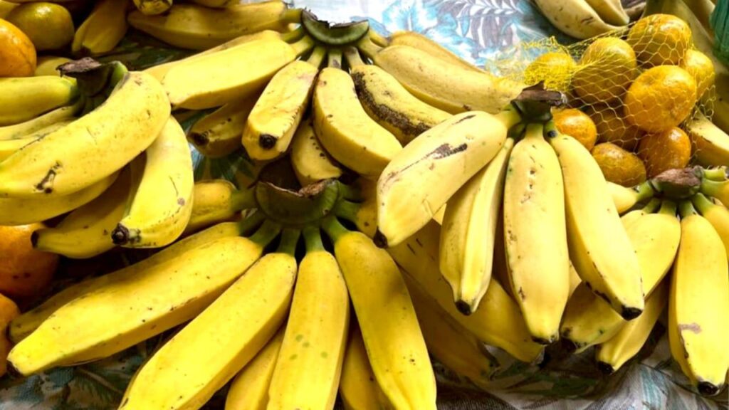 Como plantar banana-prata em casa e colher cachos grandes e bem docinhos