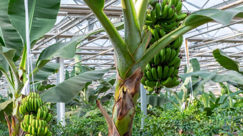As árvores que dão frutos mais rápido e são perfeitas para quintais pequenos

